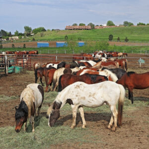 Horses feeding at the ranch on a late spring evening in Colorado